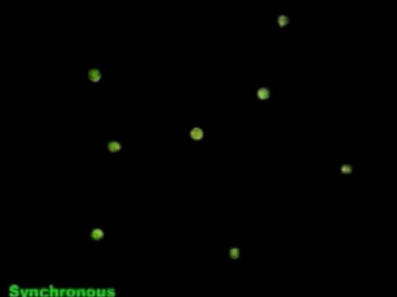 Destellos eléctricos usados para el experimento con luciérnagas