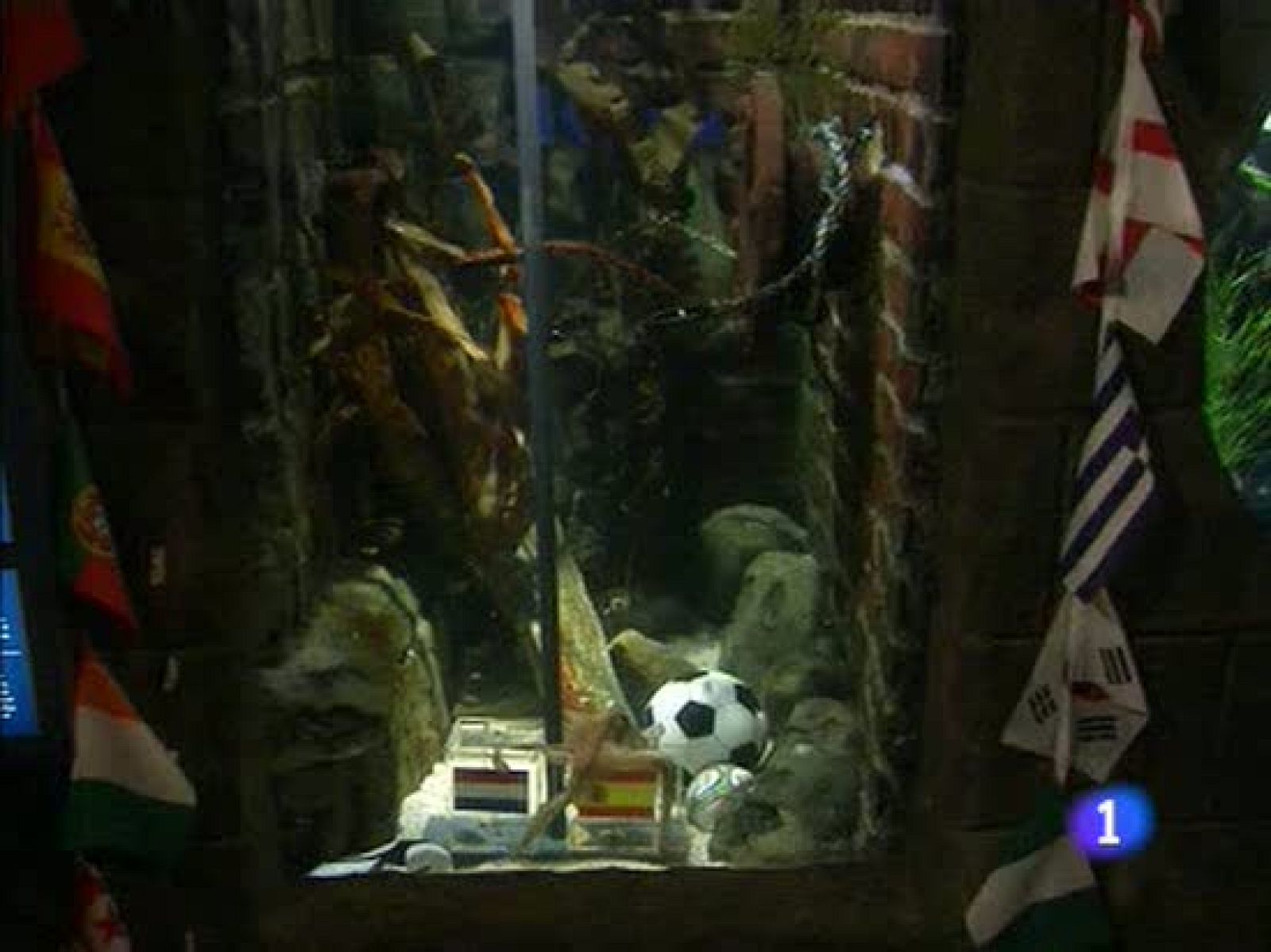 Según los zoológicos, Paul no es adivino... "es probabilidad" | Ver