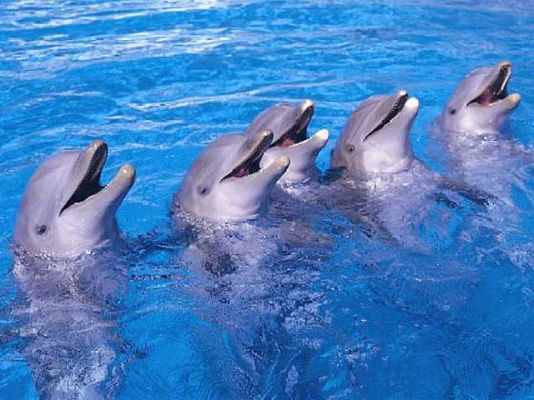  - Los delfines creen que gana España