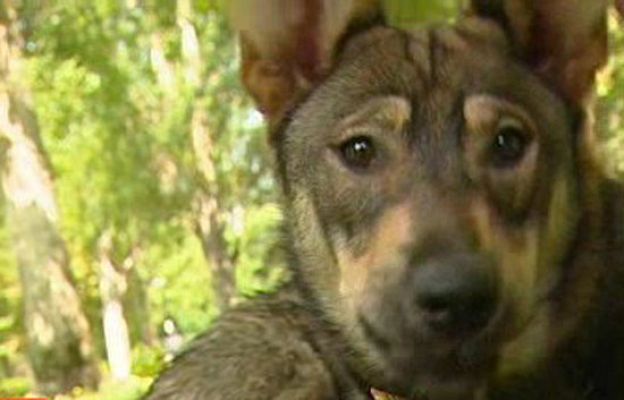 España Directo - Perros envenenados