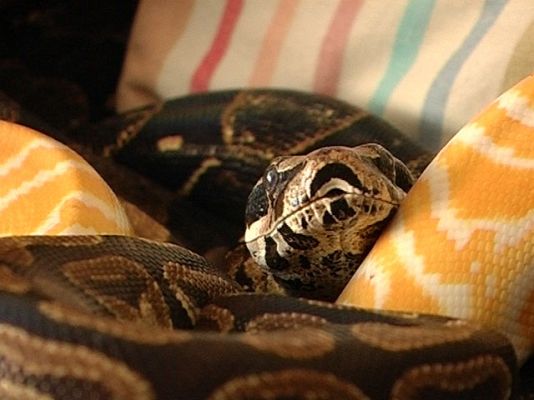 Comando Actualidad - Diez serpientes en casa