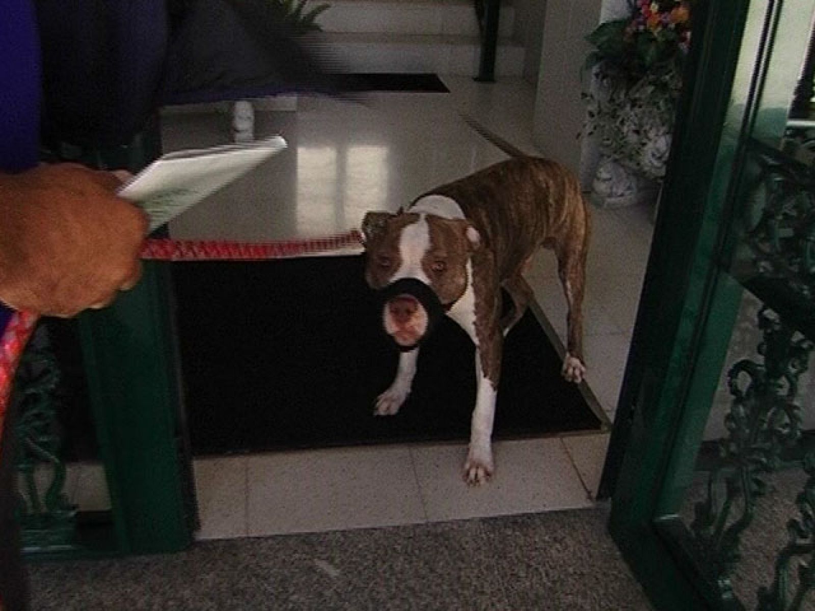 Comando Actualidad - Tres Pit Bull en la familia - Comando Actualidad | Ver