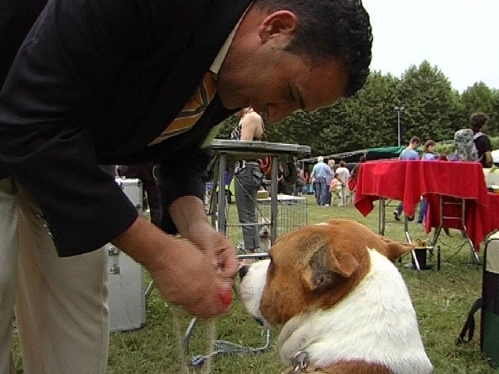 Comando Actualidad - Alimentando a 15 perros - Comando Actualidad | Ver