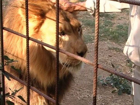 Comando Actualidad - Un tigre en Sevilla