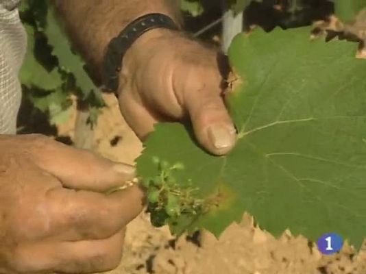 Noticias de Castilla-La Mancha - Noticias de Castilla-La Mancha - 15/07/10