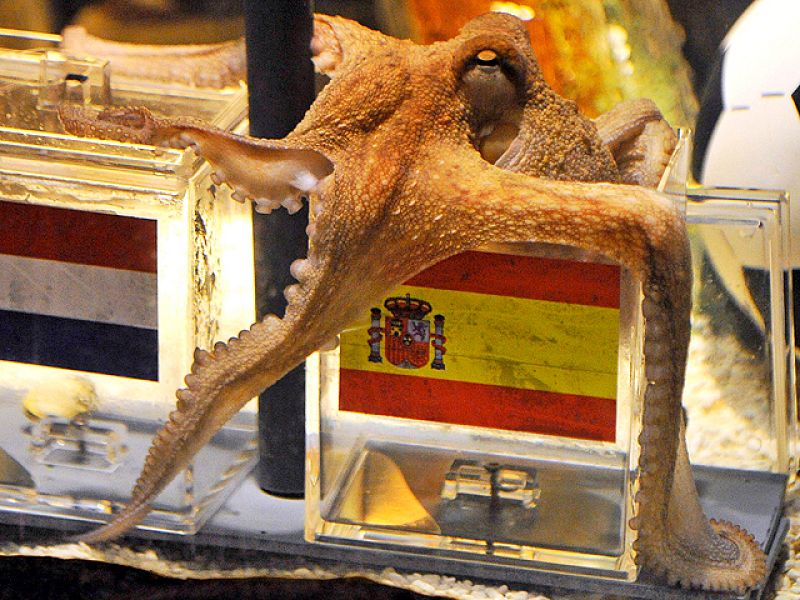 El pulpo más famoso del mundo, el pulpo Paul no abandonar�� su acuario en Alemania a pesar de los esfuerzos del zoo de Madrid por fichar al molusco.