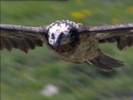 Ciencia y tecnología en Rtve.es - El quebrantahuesos de Europa