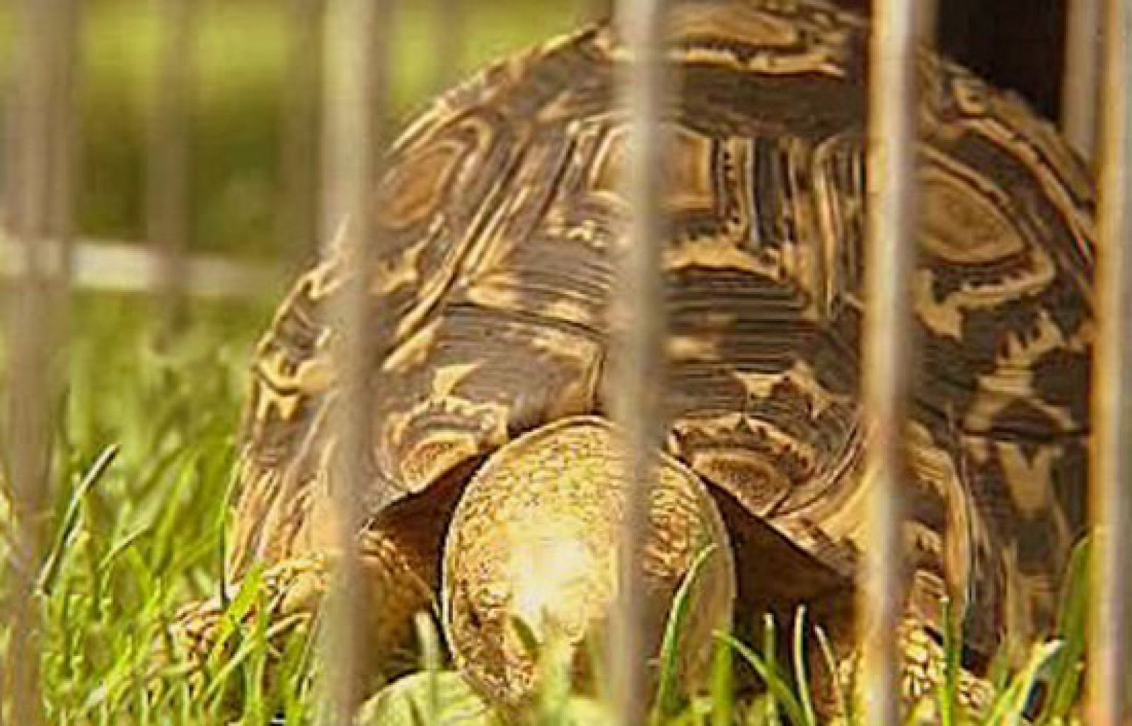 España Directo - Esta casa es un zoo | Ver