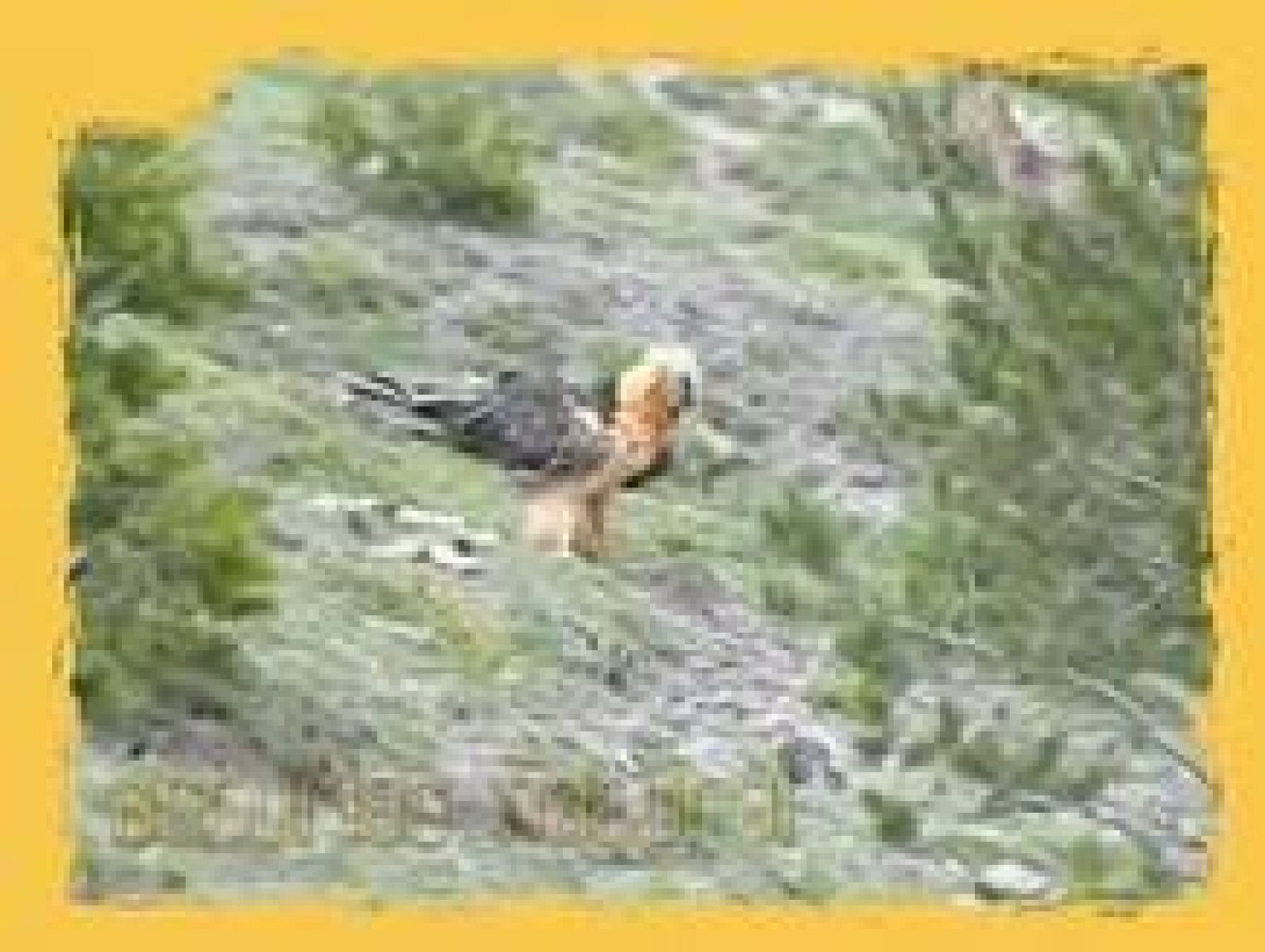 NATURAL: La recuperación de las especies . (19/07/10).