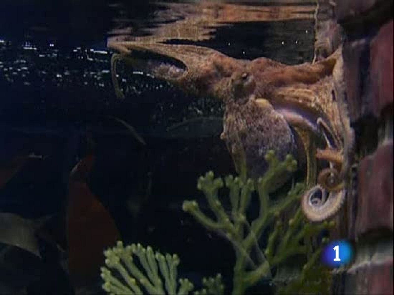 Paul, amigo predilecto de Carbaliño | Ver