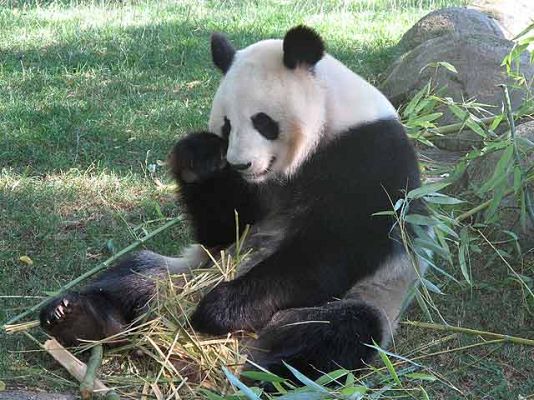 Ciencia y tecnología en Rtve.es - Esperando al sucesor de Chulín