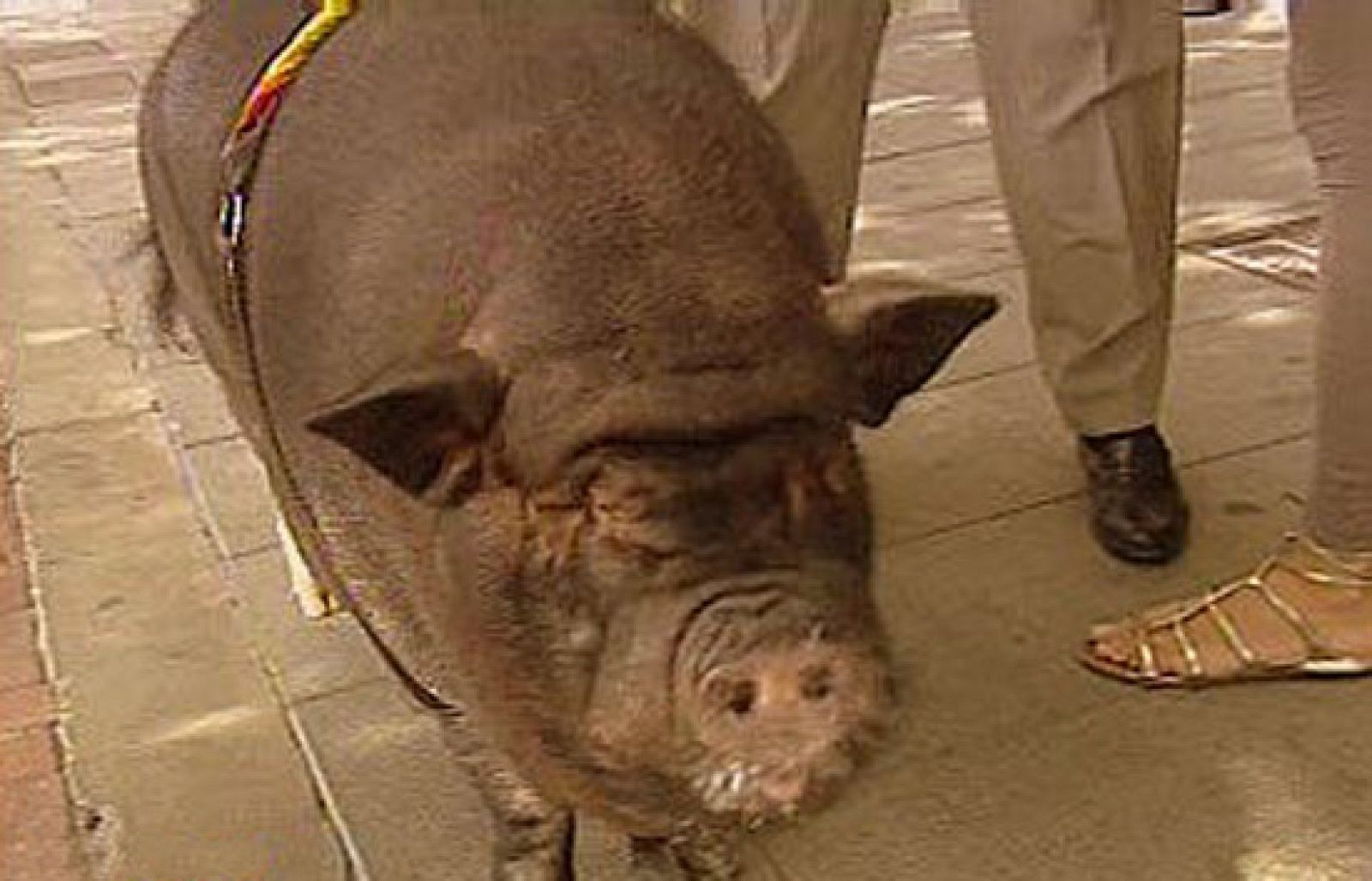 España Directo - Mi gran cerdo vietnamita | Ver