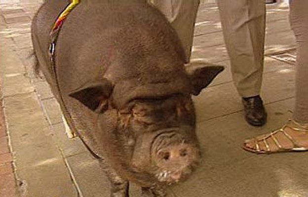 España Directo - Mi gran cerdo vietnamita