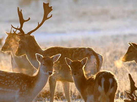 El hombre y la Tierra - La berrea del venado