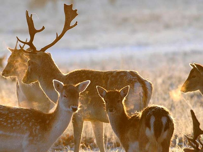 La berrea del venado