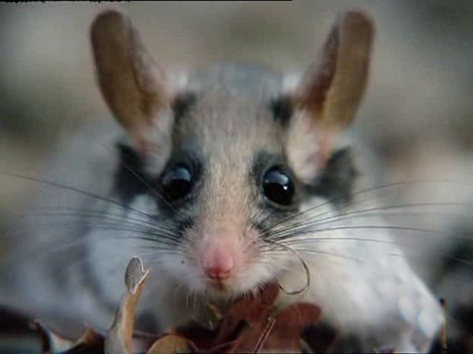 El Hombre y la Tierra - Los pequeños matadores (2ª parte)