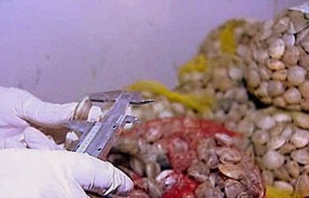 España Directo - Contra el pescado ilegal