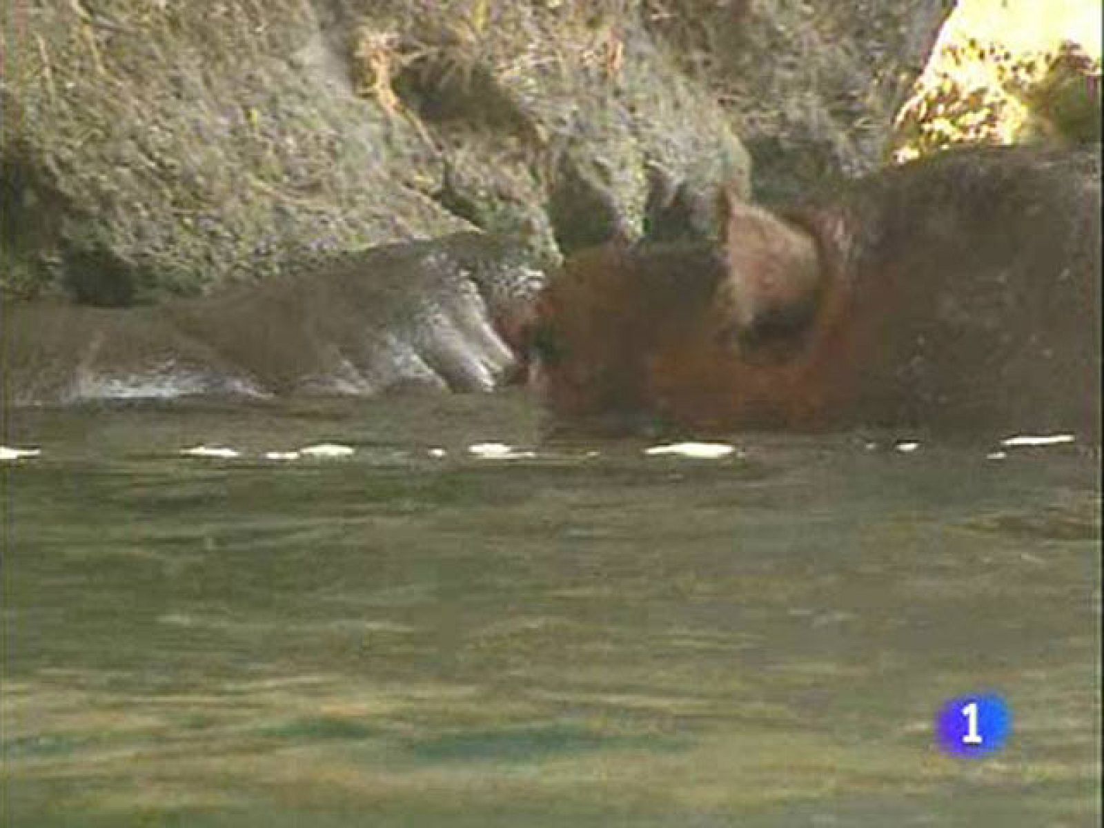 Nace una cría de hipopótamo en el parque Bioparc de Valencia