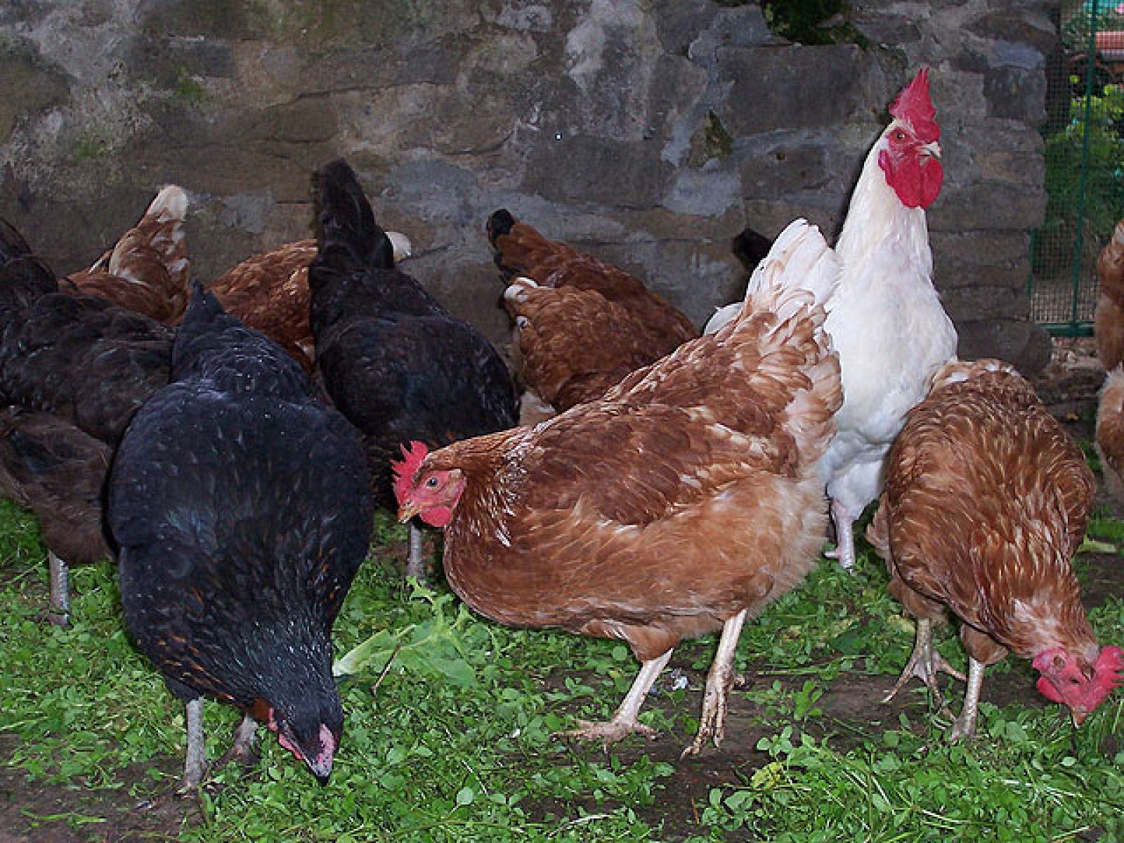 Gallinas de alquiler