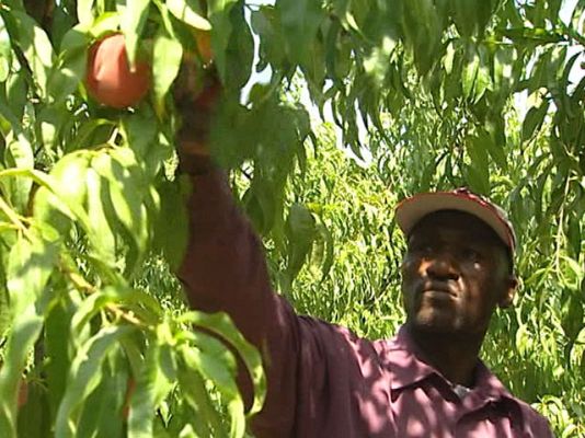  - El inmigrante en el campo español