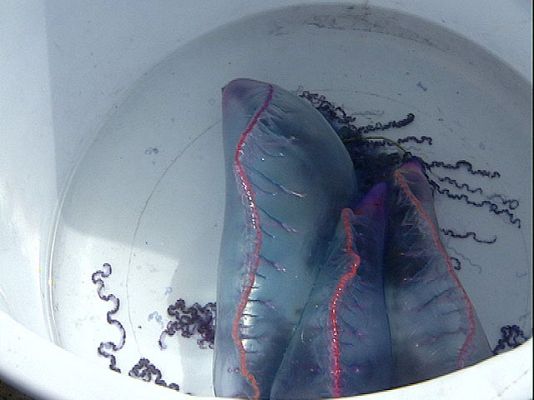 Ciencia y tecnología en Rtve.es - Alerta por medusas en el norte