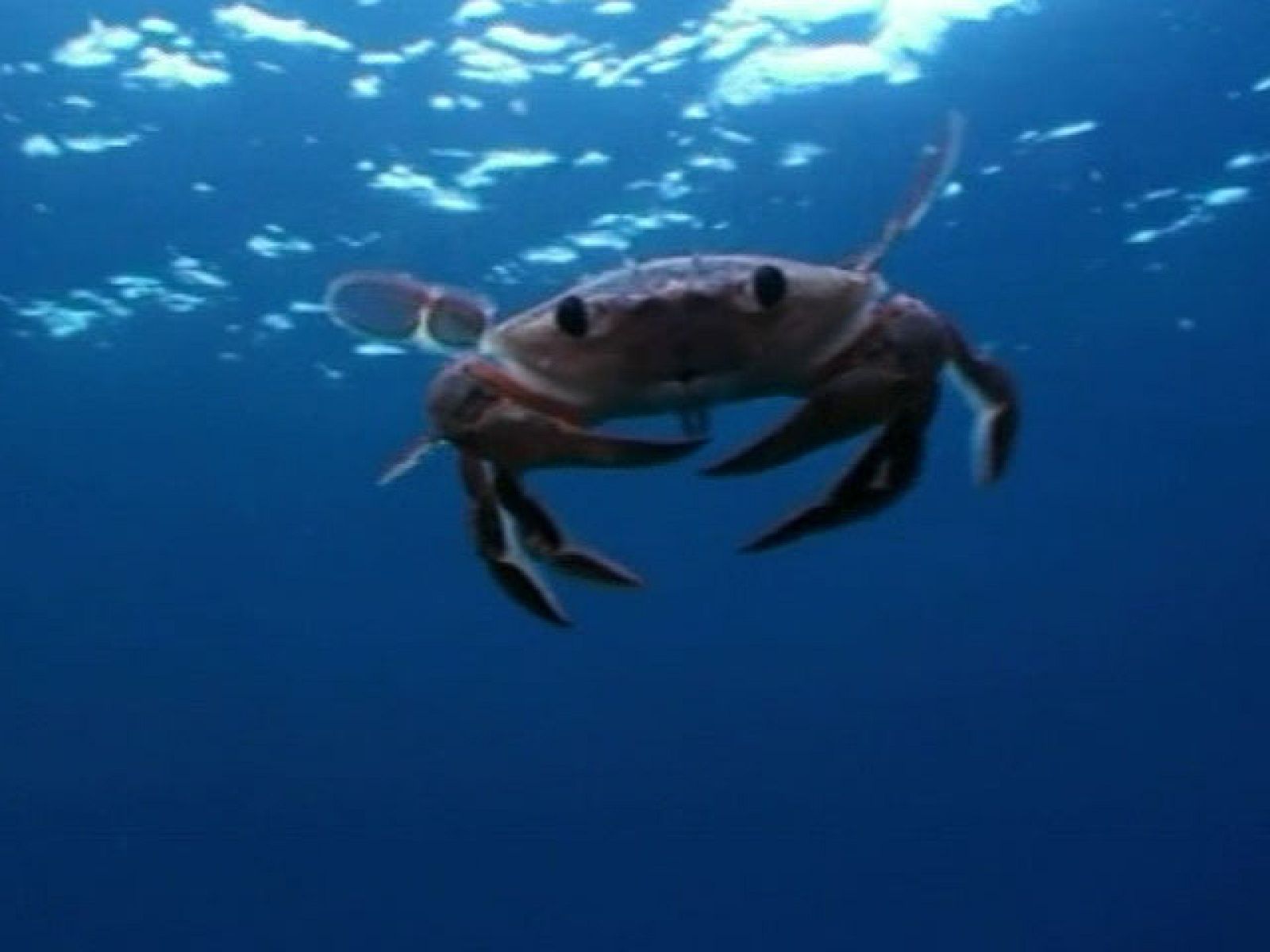 El Mediterráneo es el mar más amenazado del planeta - Ciencia y tecnología en Rtve.es | Ver