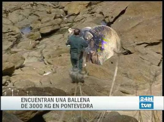 Ciencia y tecnología en Rtve.es - Ballena gigante en Galicia