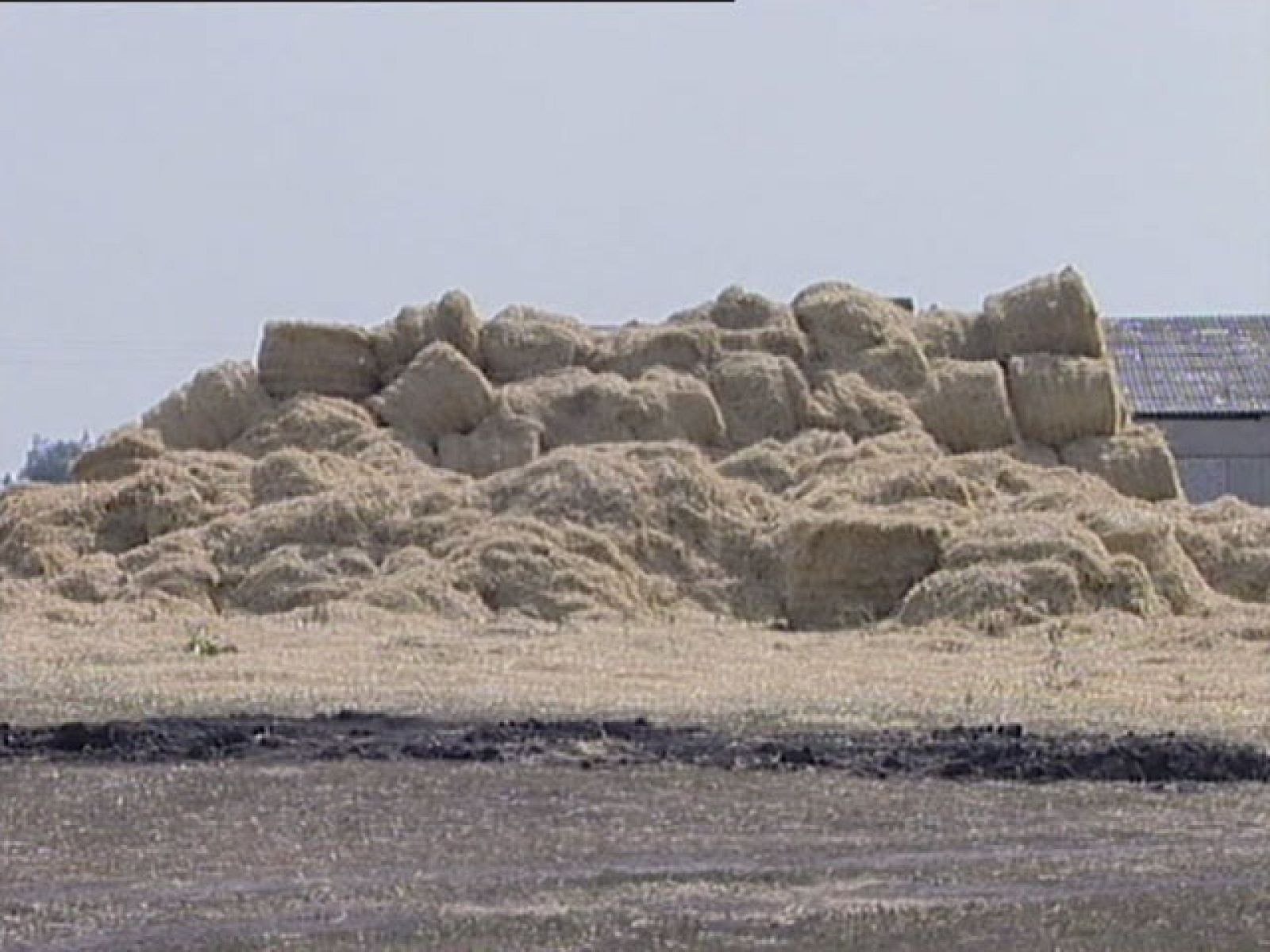 La decisión de Rusia de no exportar cereales dispara los precios | Ver