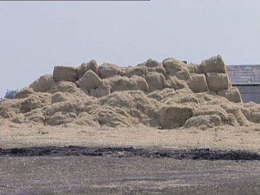  - Rusia no exportará cereales