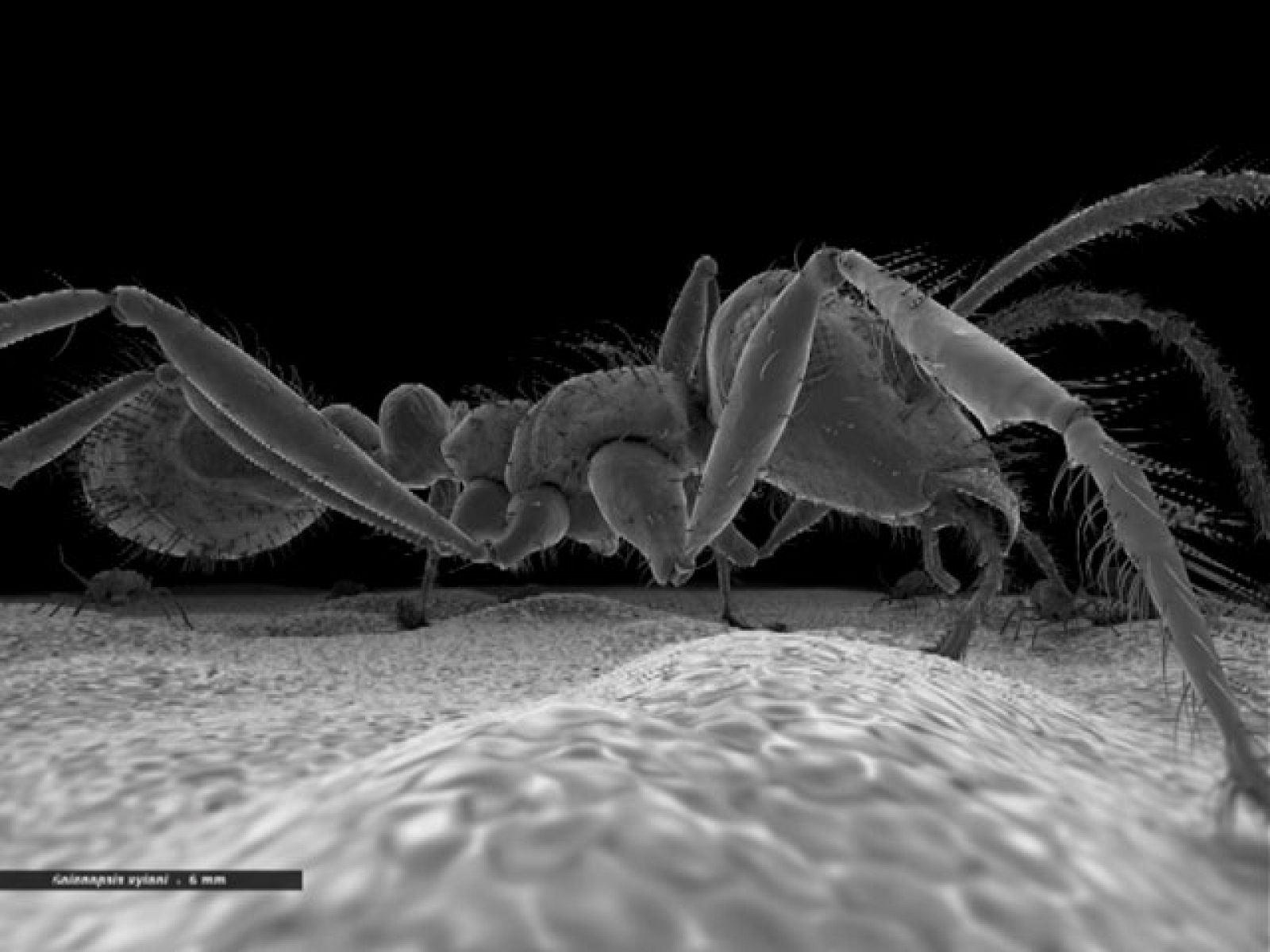 Cosmocaixa en Madrid nos desvela formas de vida captadas con nanocámaras - Ciencia y tecnología en Rtve.es | Ver