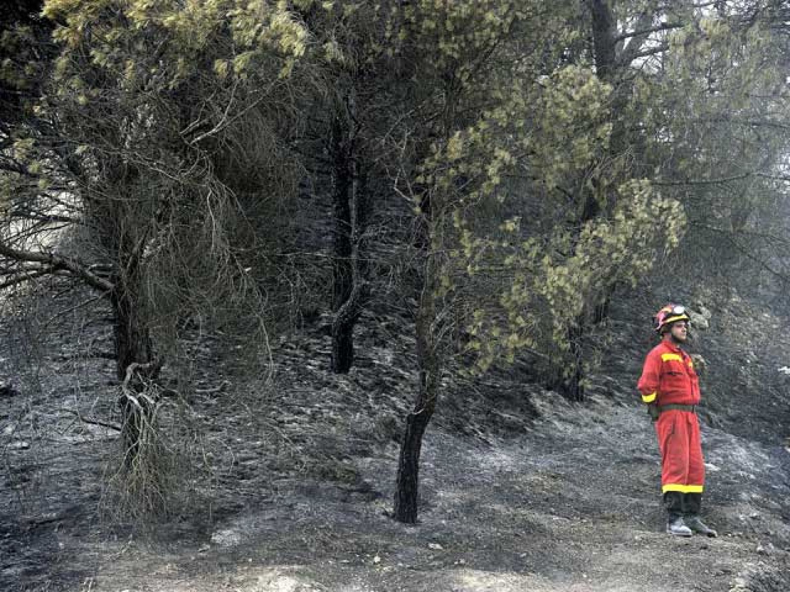 Controlado el incendio que arrasó parte de un pinar en las localidades navarras de Falces y Peralta | Ver