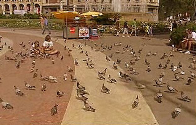 España Directo - Cruzada contra las palomas