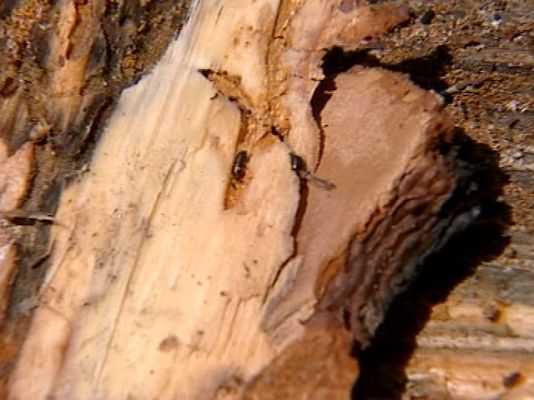 Ciencia y tecnología en Rtve.es - Plaga de escarabajos