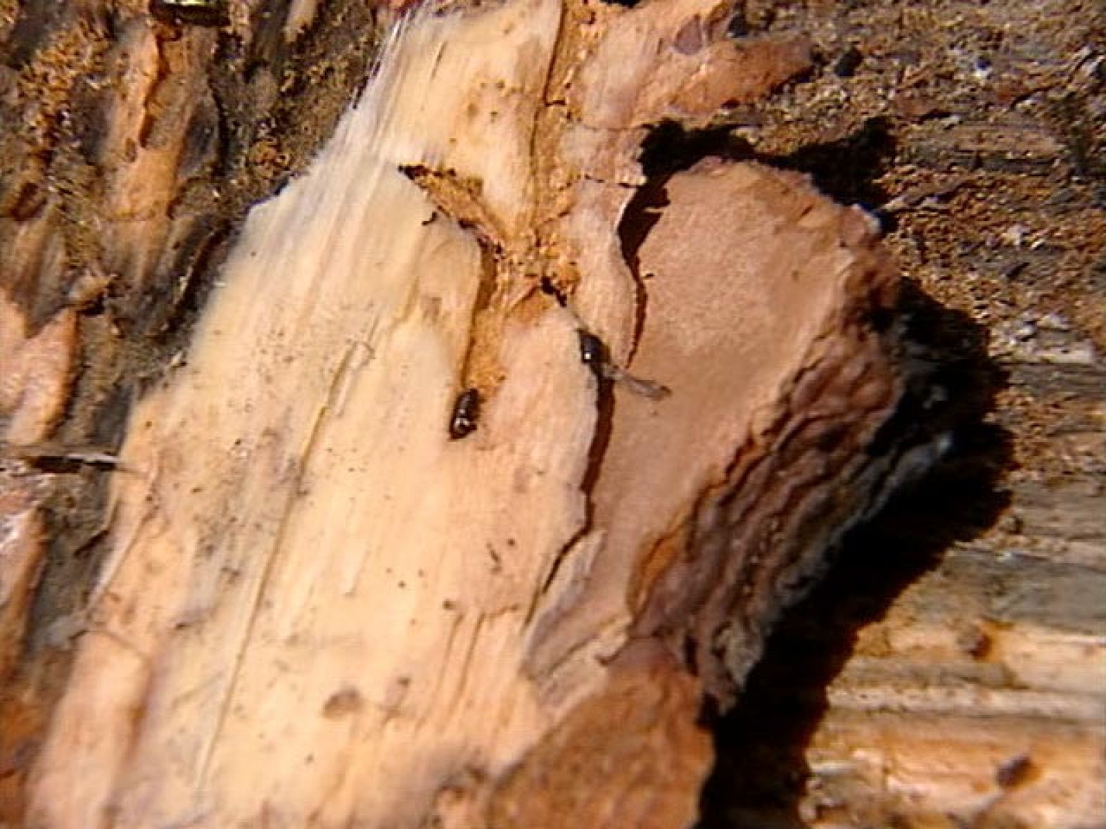 Una plaga de escarabajos afecta a más de 150 hectáreas del Valle del Tiétar, en Ávila | Ver