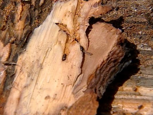  - Plaga de escarabajos en Ávila