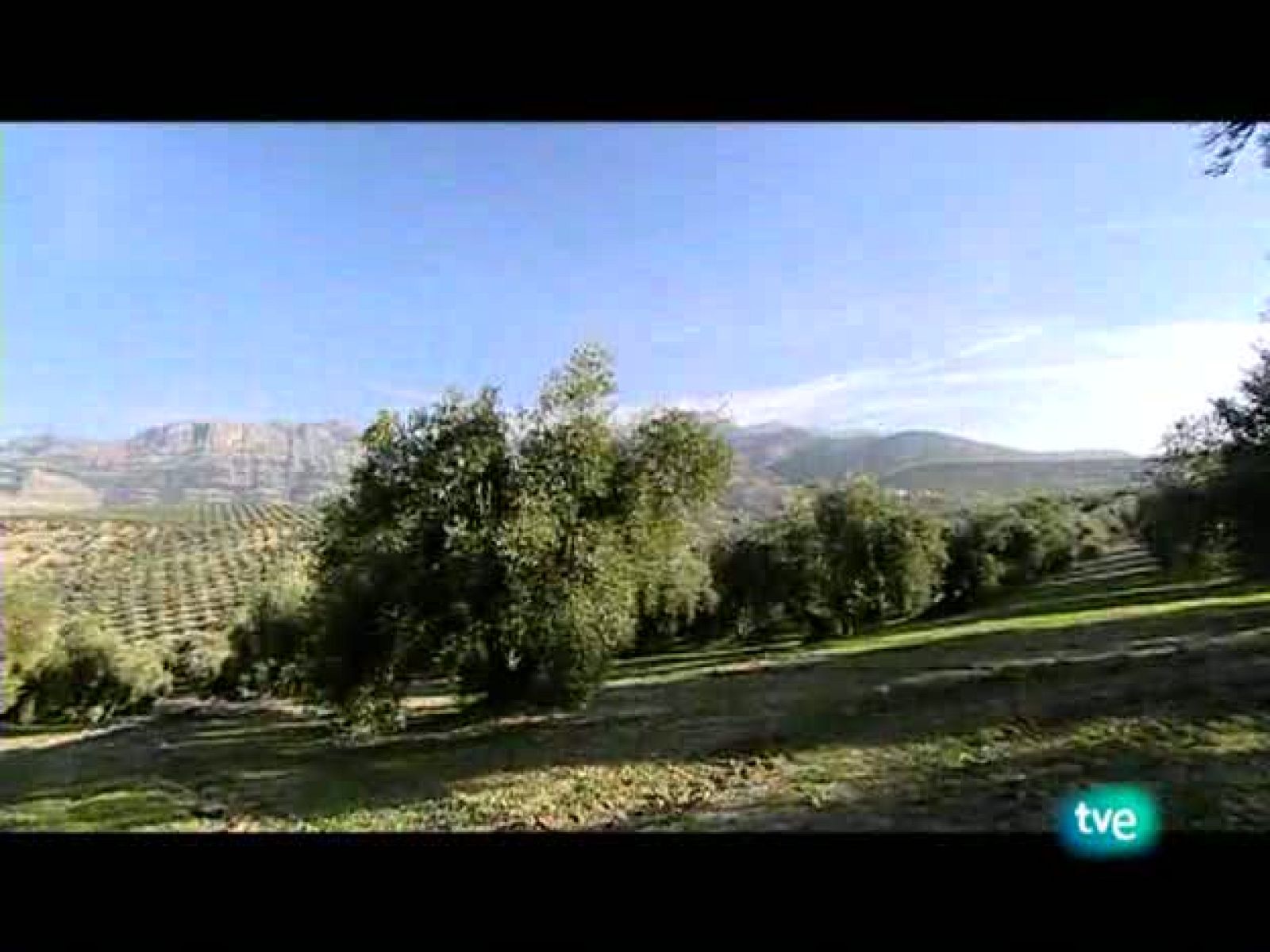 La dieta mediterránea - El aceite de oliva - Ver ahora