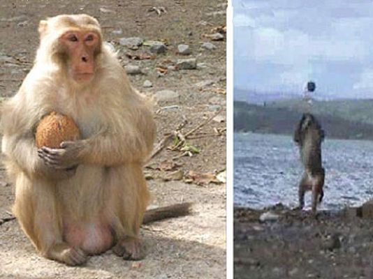 Ciencia y tecnología en Rtve.es - Así abre los cocos Pinocho