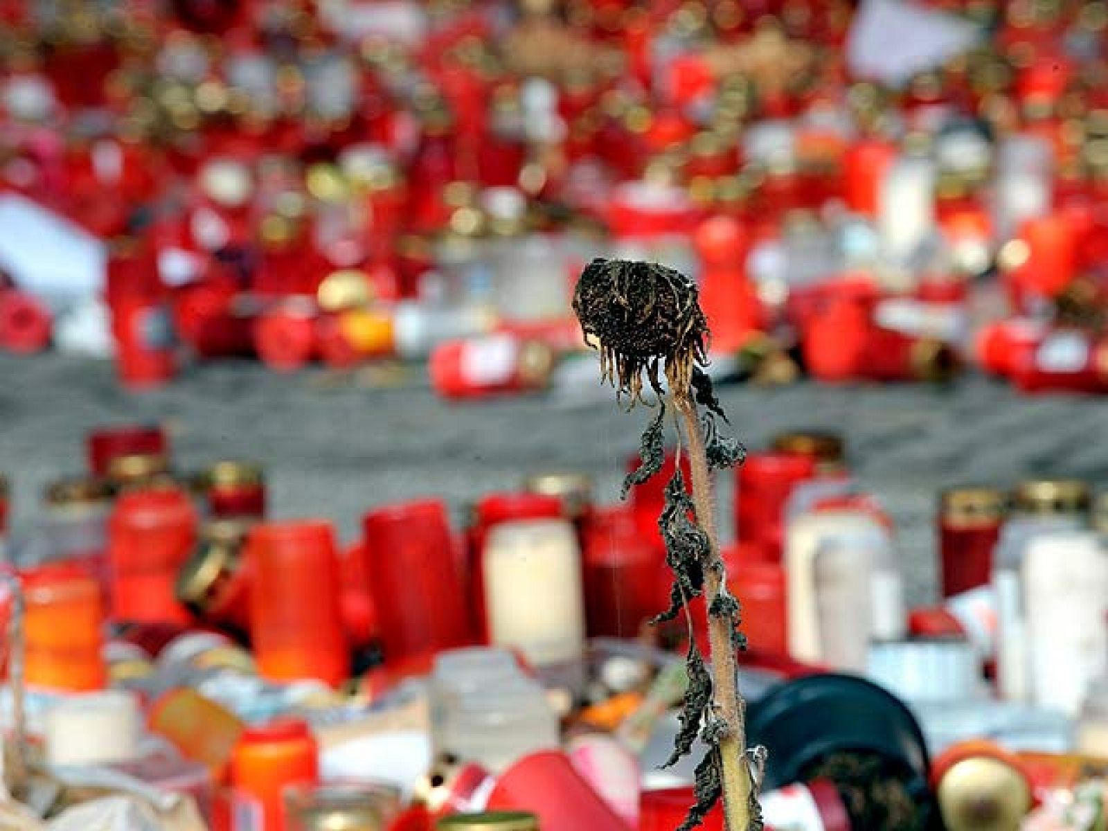 Investigación de la Loveparade