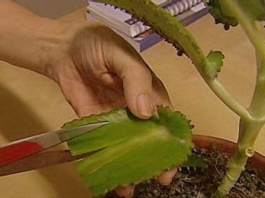 España Directo - Curar con plantas