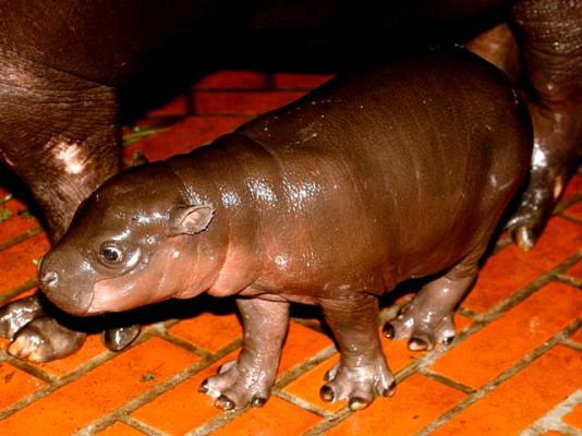 Ciencia y tecnología en Rtve.es - Nace un hipopótamo pigmeo en el zoo