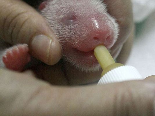 Ciencia y tecnología en Rtve.es - Parto de la osa panda de Madrid