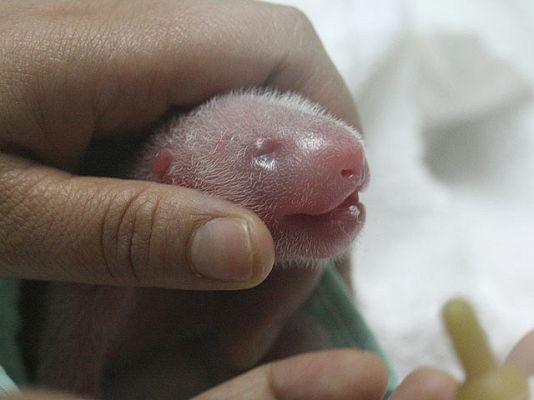 Ciencia y tecnología en Rtve.es - Los osos pandas del Zoo de Madrid
