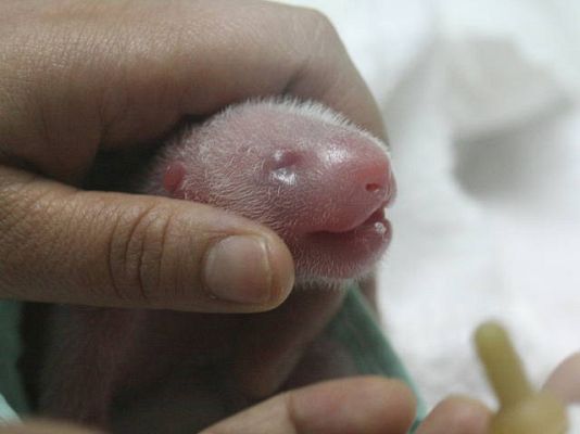 La mañana - Los osos panda recién nacidos