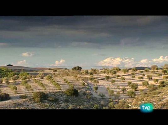 La dieta mediterránea - El aceite de oliva