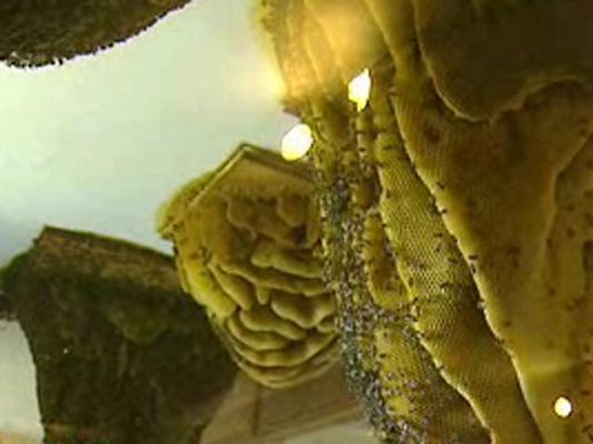 España Directo - Mi casa es una colmena