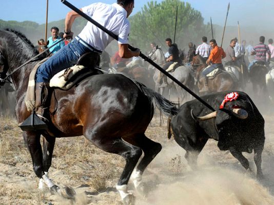  - El Toro de la Vega en Tordesillas