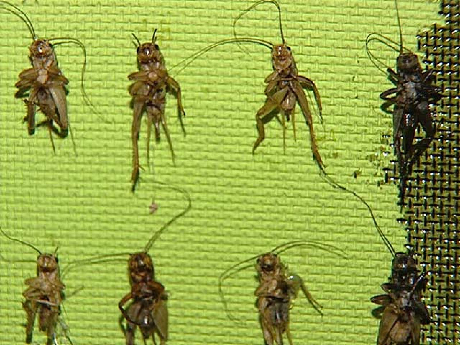 En Cáceres exponen a 1.000 grillos agonizantes en un lienzo | Ver