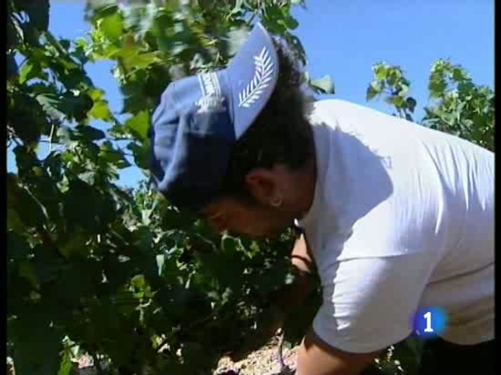 14.000 españoles van a la campaña de la vendimia a Francia | Ver