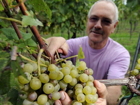  - Comienza la vendimia en Francia