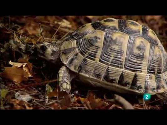 Biodiario - En peligro por los incendios